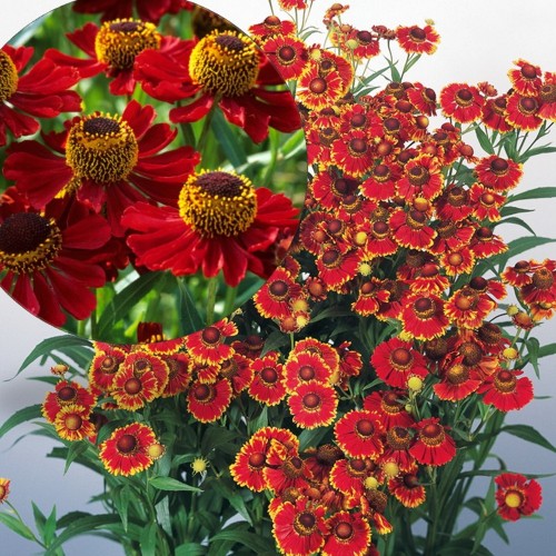 Helenium autumnale 'Helena Red Shades' - Sügisheleenium 'Helena Red Shades' P7/0,35L